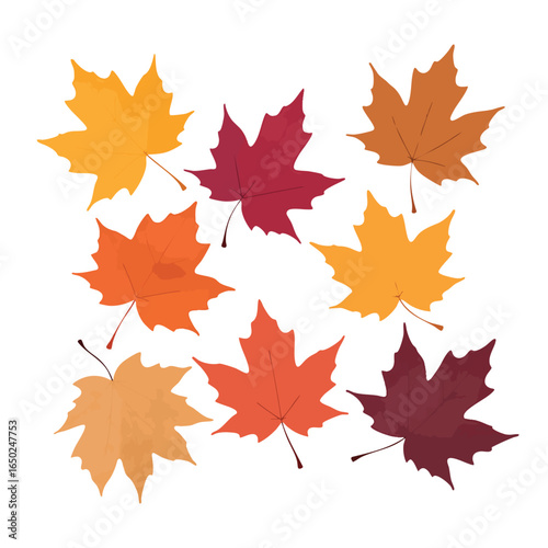 Collection of colorful autumn maple leaves in orange, red, and yellow hues displayed on a white backdrop Ideal for seasonal designs and autumnal themes.