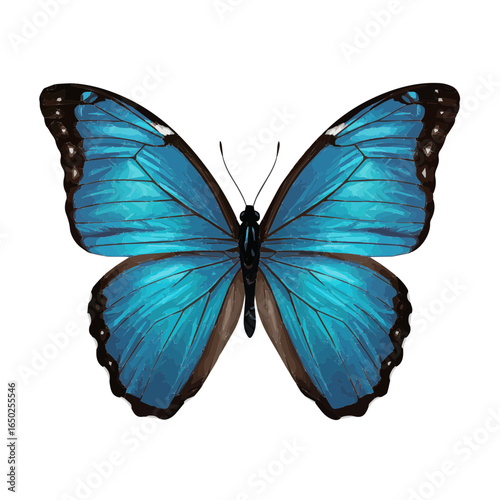 Beautiful Blue Morpho Butterfly Isolated on White Background, Close-up