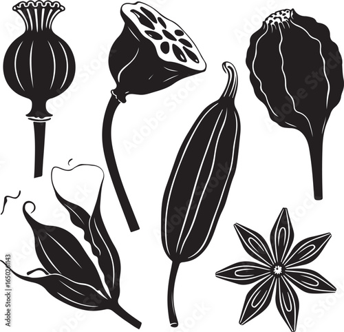Botanical seed pods and flower poppy seed pod lotus seed pod