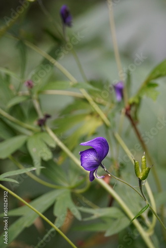 Purple Monkshood Flower growing wild in Alaska 