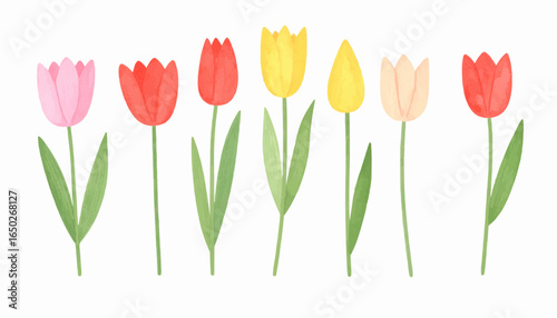 Firefly_Five vibrant tulips of mixed colors, spaced apart with gaps, isolated on white background
