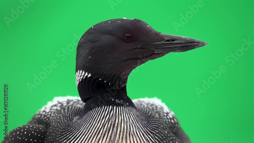 Close-up of a striking Common Loon with intricate black and white plumage against a vibrant green screen, ready for easy isolation and compositing.