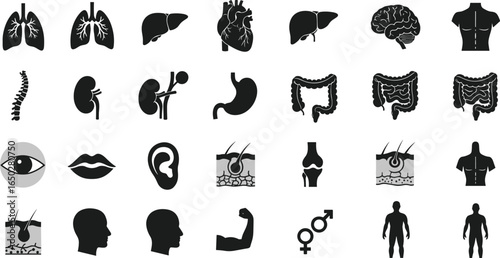 Human Anatomy and Physiology Icons A Comprehensive Flat Vector Illustration Set of Internal Organs, Body Parts, and Biological Systems