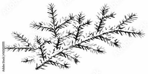 Vector a monochrome image showing a detailed illustration of a fir branch with delicate needles and texture