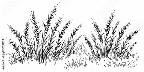 Vector illustration of a field of wheat with detailed stalks and grains in a black and white drawing style