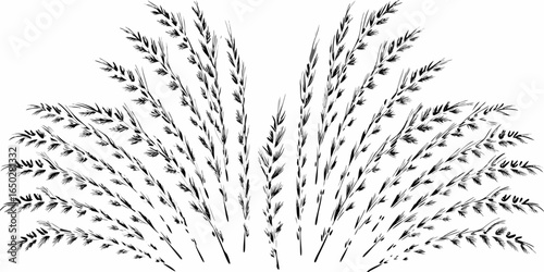 Vector illustration of several stalks of grass in a semi circle pattern with detailed black and white drawing style