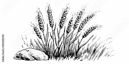 Vector illustration showing a field of wheat with a rock in the foreground in black and white style art