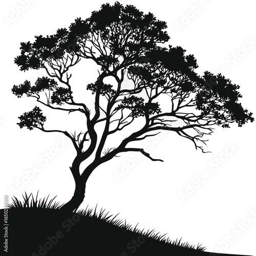 Silhouette of a large spreading tree with detailed branches and foliage on a grassy hill against a white background
