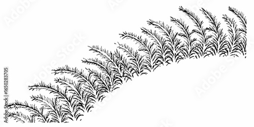 Vector illustration of a row of fern like plants with detailed leaves in black and white on a white background