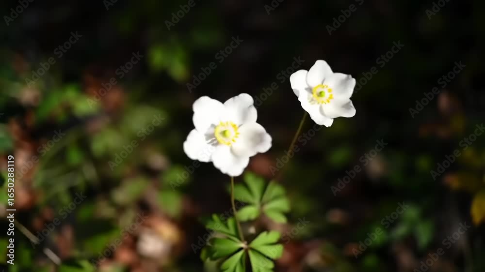 Two white flowers in a forest setting Two white flowers in a forest setting