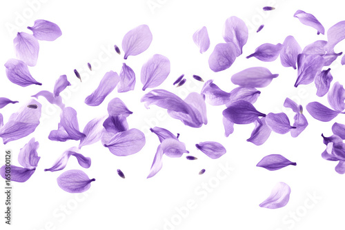 Beautiful lavender flower petals are floating in the air