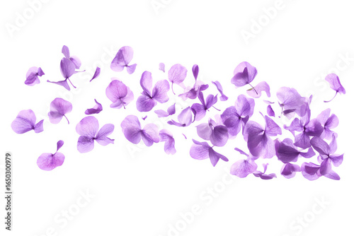 Beautiful lavender flower petals are floating in the air