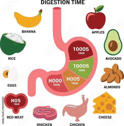 Digestive system food breakdown and time chart