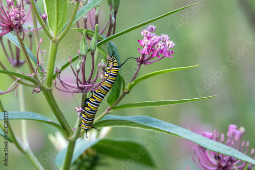 Abstract texture background of a monarch caterpillar (danaus plexippus) munching on a swamp milkweed (asclepias incarnata) plant