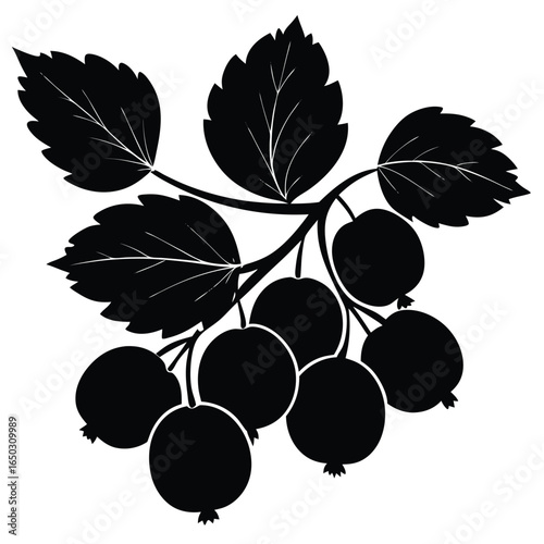 Silhouette of an indian gooseberry fruit branch with leaves