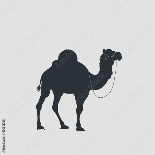 camel