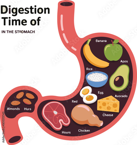 Digestive system showing food breakdown and digestion times