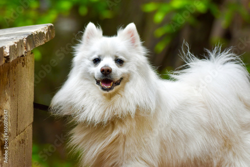 Smiling Happy White Fluffy American Eskimo Purebred  Dog
