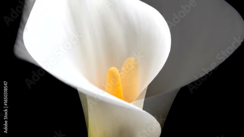 Close-up of a white Calla Lily against a black background.