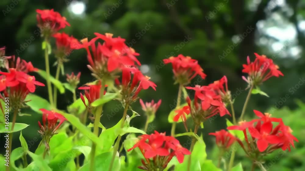Close-up view of a cluster of vibrant red flowers with lush green foliage. Close-up view of a cluster of vibrant red flowers with lush green foliage.
