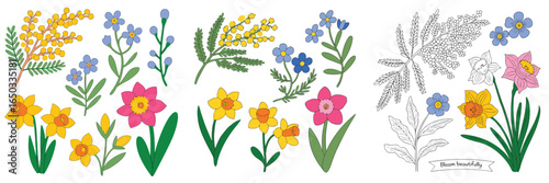 Colorful and Outlined Floral Illustrations Mimosa, ForgetMeNots, and Daffodils on White Background