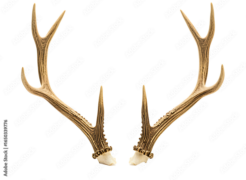 Fototapeta premium Pair of deer antlers isolated on transparent background
