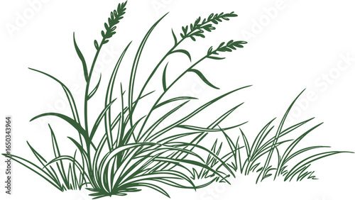 Vector illustration of several clumps of green grass with blades and seed heads against a white background