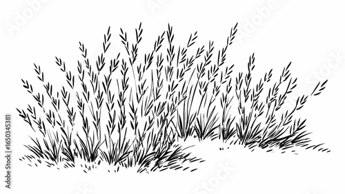 Vector illustration of a clump of wild grass with fine blades and seed heads in a black and white sketch style