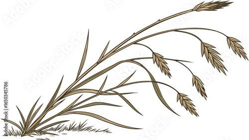 Vector illustration of a clump of wild oat grass with long leaves and seed heads against a white background