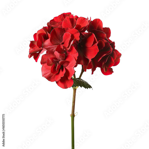 Close-up of a vibrant crimson geranium, showcasing a dense cluster of ruffled petals.  Dark, deep red blooms against a black background.  Stem and leaves not fully visible