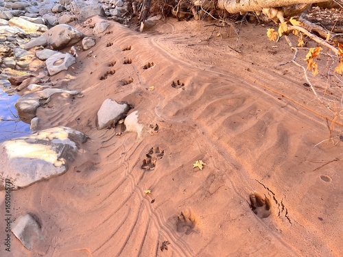 Paw prints in the sandy river bed of the desert land scape 