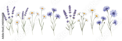Colorful wildflowers arranged in a beautiful row, showcasing nature's delicate beauty.