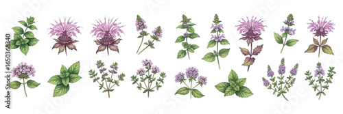 Colorful collection of various herbs with delicate purple flowers and green leaves.