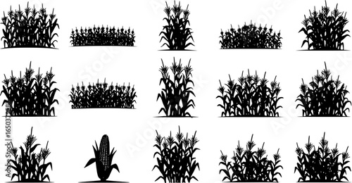 A black corn field. Maize field silhouette design vector illustration	