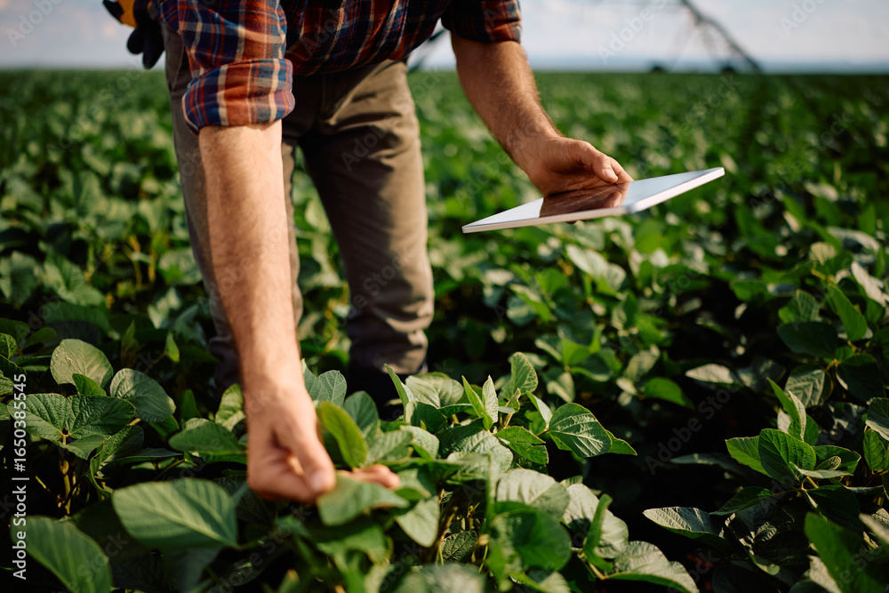 Fototapeta premium Close up of farmer with digital tablet while examining crops in soybean field.