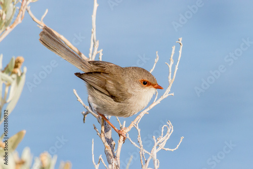 Fotografie Female Superb Fairywren Perched on a Branch