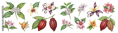 Colorful illustrations of cocoa plants and tropical flowers on a dark background.
