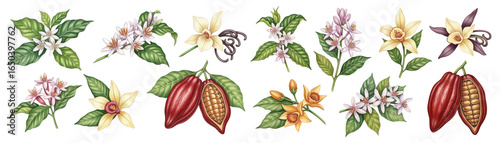 Colorful illustrations of flowering cocoa and vanilla plants with rich green leaves.