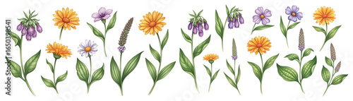 A vibrant illustration of various wildflowers, showcasing bright colors and diverse shapes.
