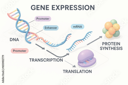 3D vector diagram of gene expression showing transcription, translation, mRNA, ribosome, protein synthesis, enhancer, promoter, and silencer elements.
