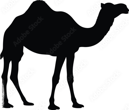 Black Camel Silhouette Vector Isolated on Transparent Background - Dromedary Animal Outline Illustration.