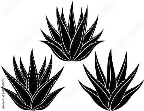 Aloe vera plants set, a Set of aloe veras, aloe vera collection, Vector of aloe vera, aloe vera silhouette, aloe vera isolated on white background