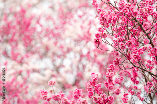 Beautiful Pink and White Cherry Blossom Sakura flower with Selective focus.