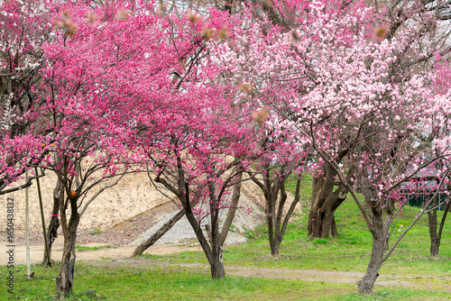 Pink Cherry Blossom Sakura Tree in Park