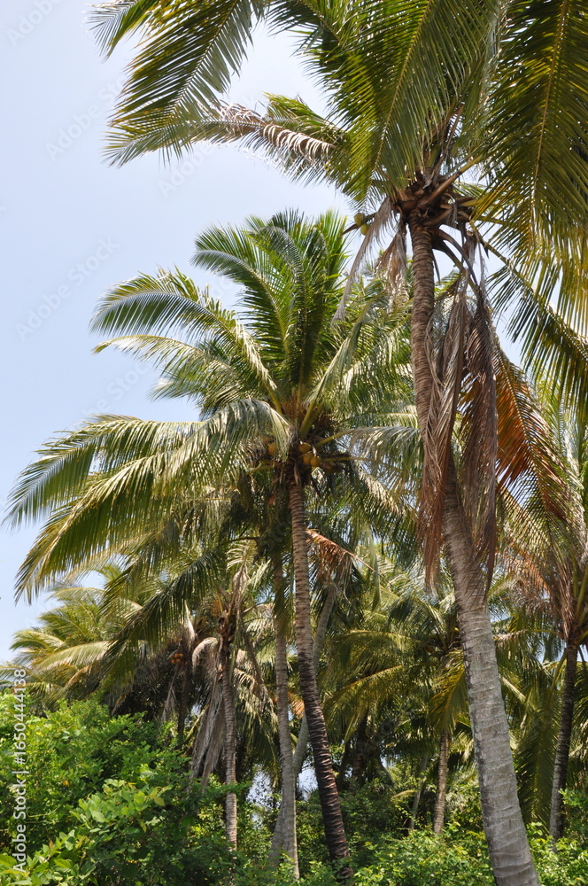 Obraz premium coconut tree at the beach