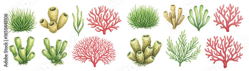 A vibrant collection of illustrated corals and marine plants in assorted colors and shapes.