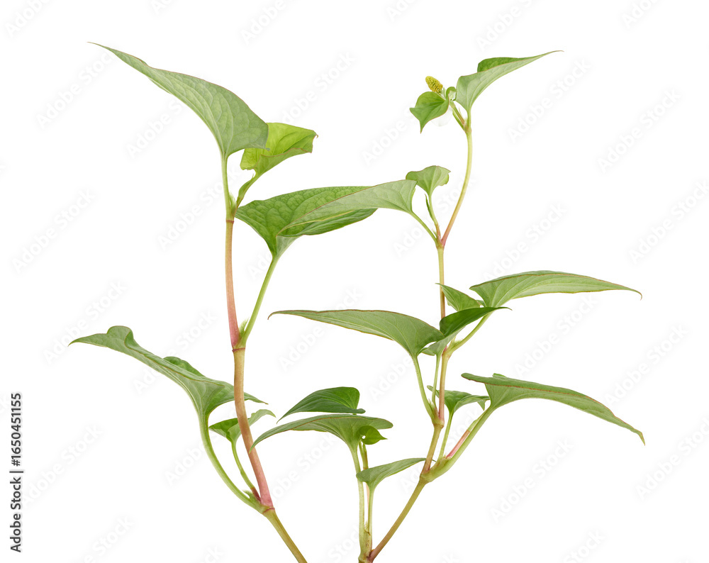 Obraz premium Fish mint (Houttuynia cordata), Fish leaf with flower isolated on white background, with clipping path