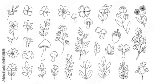 Hand drawn botanical illustrations of flowers leaves and mushrooms