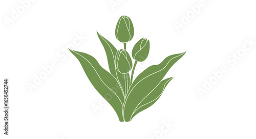 Beautiful green tulip flowers buds leaves spring growth blooming botanical garden natural beauty