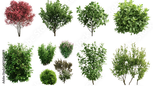Various decorative green shrubs and small bushes isolated on white background
